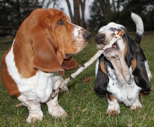 Nooge and Izzi