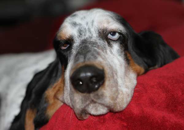 Iz