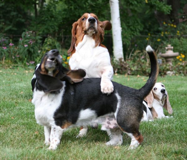 Nooge and Normie playing