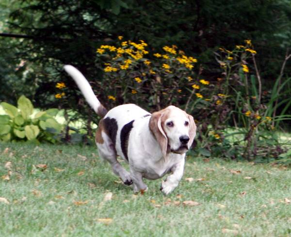 Gretchen