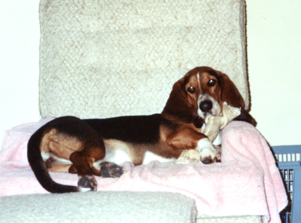 Bessie