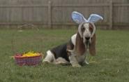 The Basset Lounge - A photojourney of basset proportion