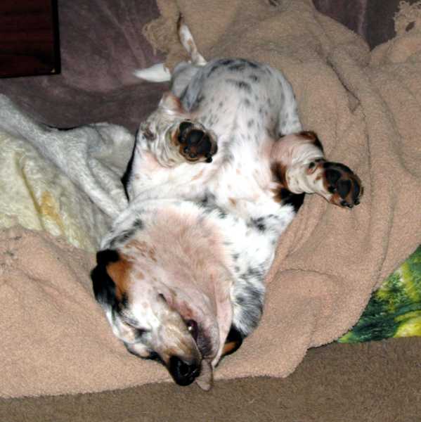 Iz