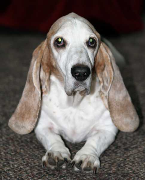 gretchen