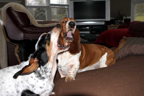 Nooge and Izzi