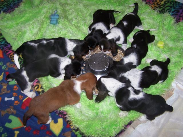 Whole litter