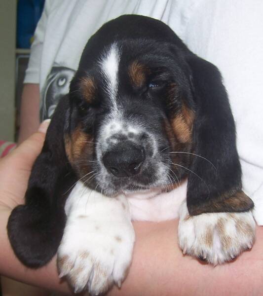 Norm 6 weeks old