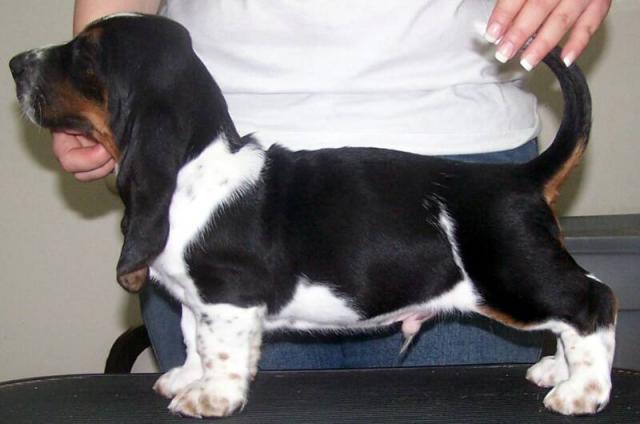 Norman 6 weeks old