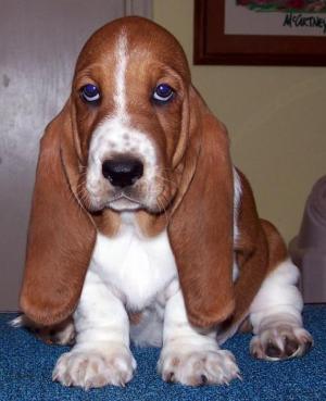 Noogent at 8 weeks